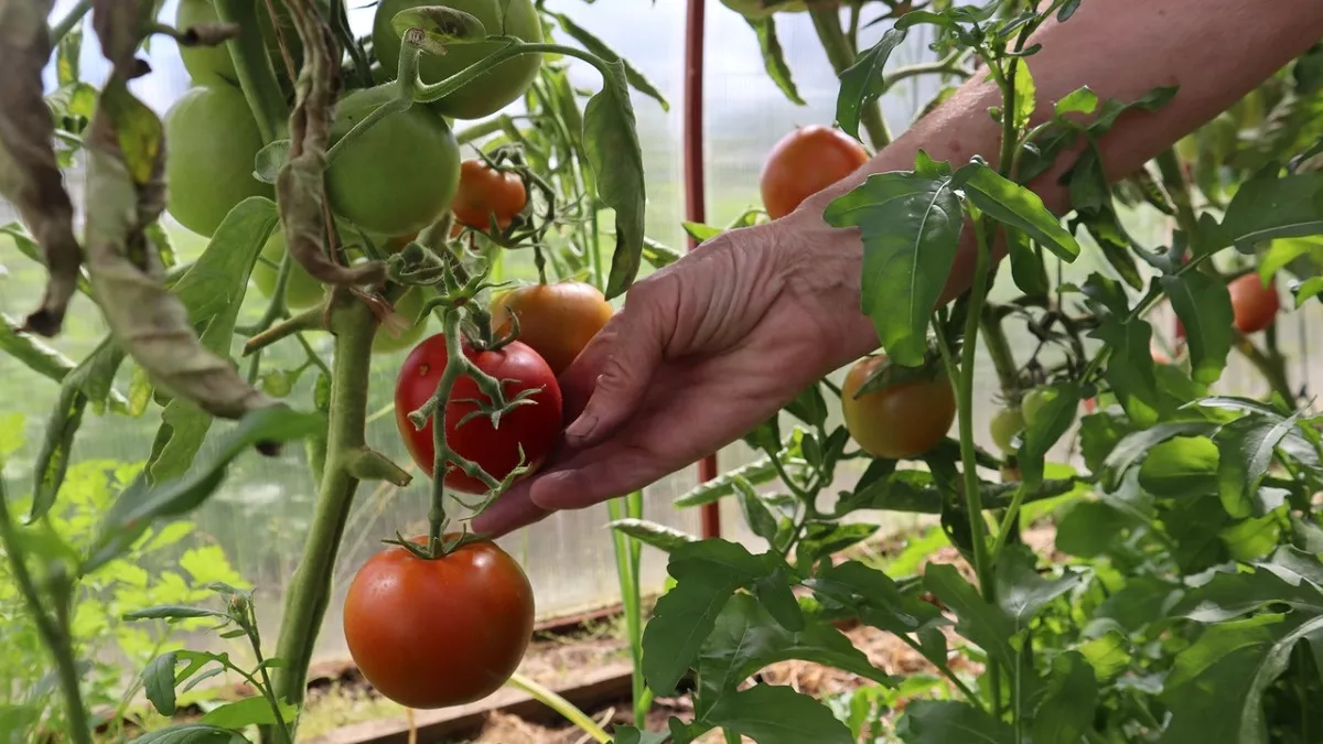 Сеять помидоры как раньше на рассаду уже не модно:  вот как делают опытные дачники в 2026 - полная инструкция