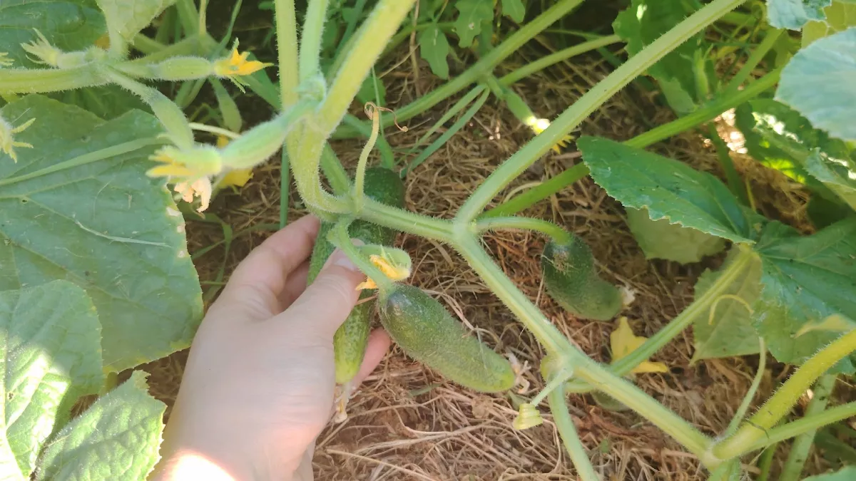 Огурцы всходят уже через 45 дней: лучшие сорта, которые я сажаю пятый год подряд