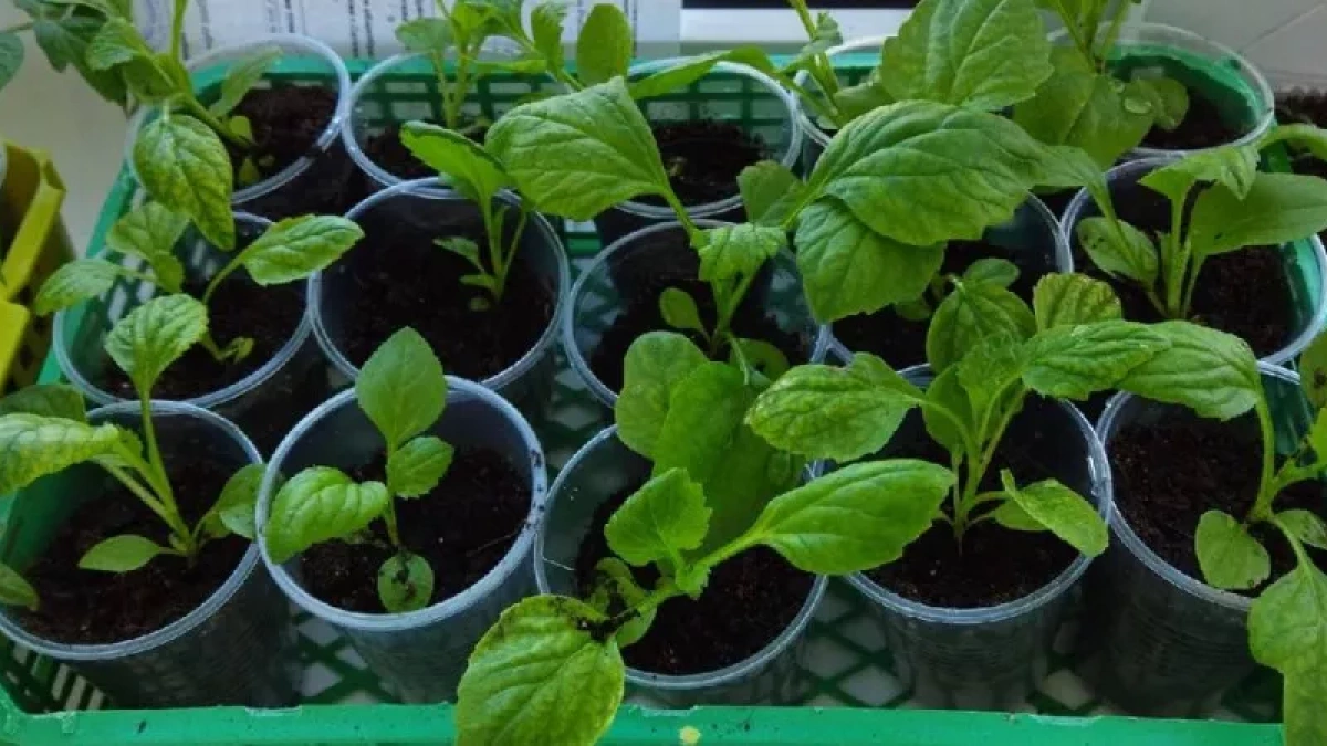 Развожу полтаблетки в 1 литре воды — и рассада прёт как на дрожжах: с подсветкой можно не заморачиваться