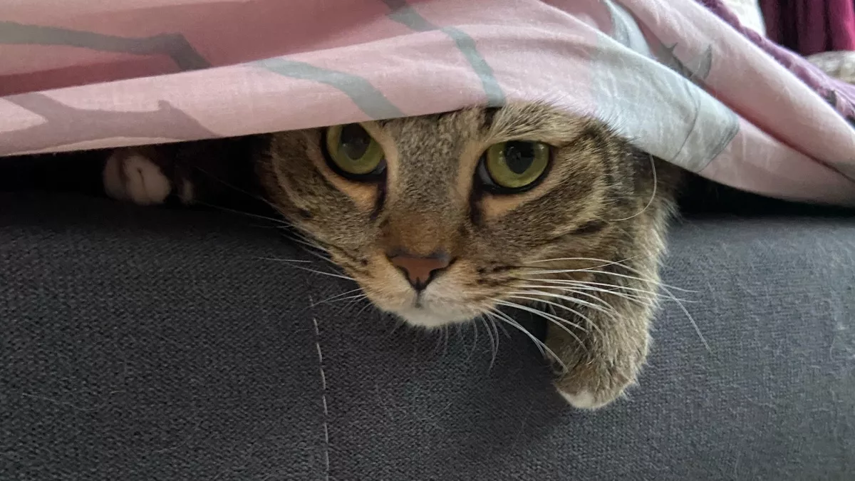 При какой температуре кошки начинают мерзнуть, и до какой они способны выдержать