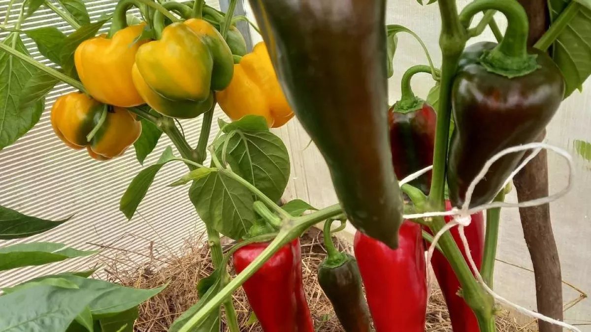Сорта перца, которые не подводят: 4 старых друга, проверенных временем
