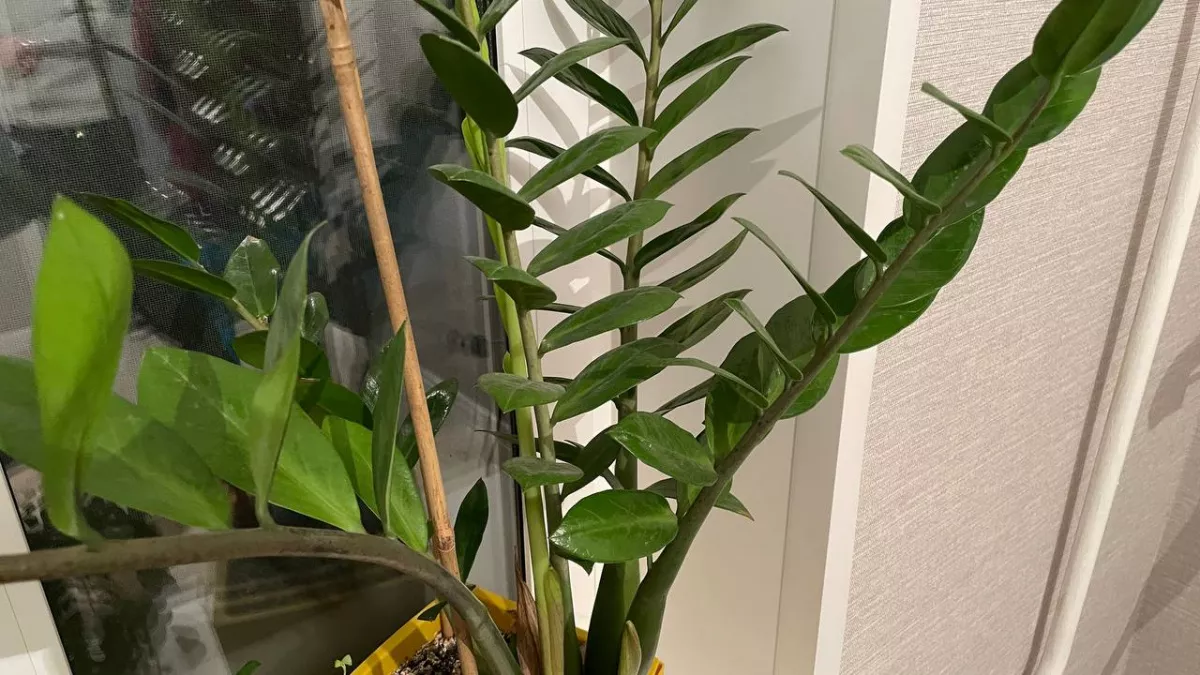 Изменила всего 1 момент в поливе – и замиокулькас выпускает новые листья без остановки