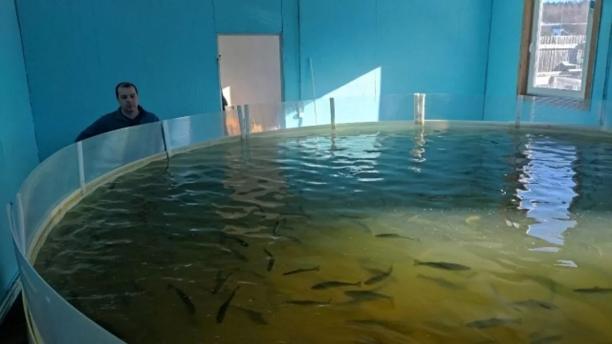 Ферма в Коми нарастила производство форели до пяти тонн в год