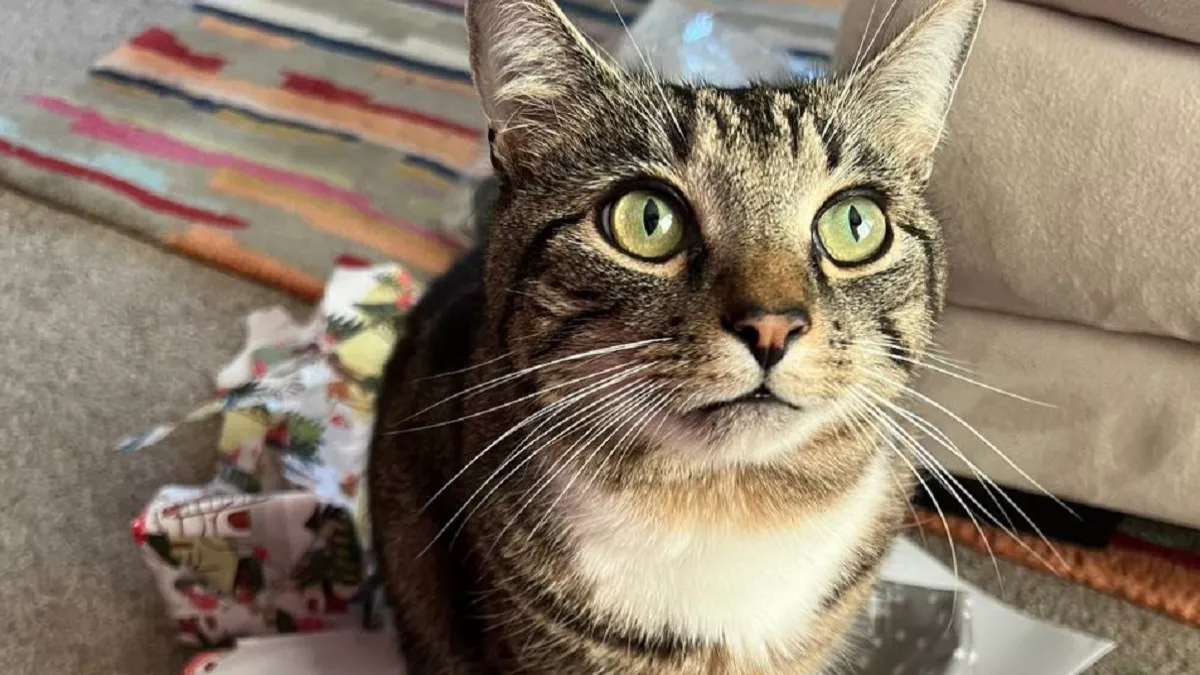 Почему кот игнорирует лежанку: хозяева удивляются, а причина до смешного проста