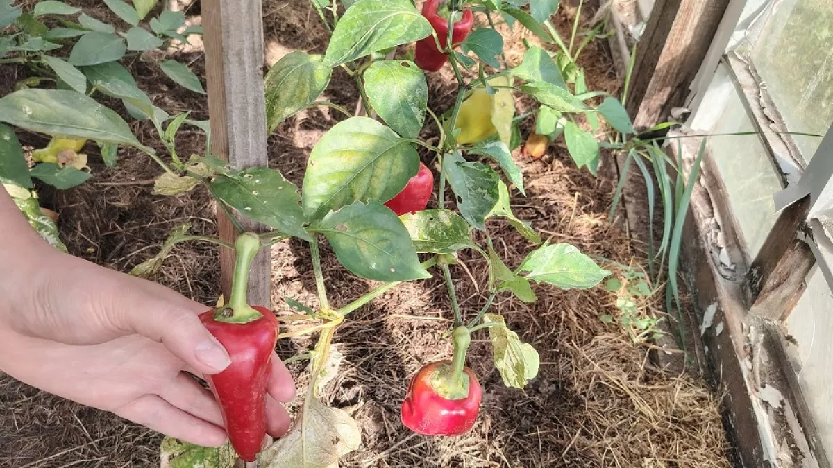 Почему перец упорно не всходит: главные ошибки садоводов и способы их исправить