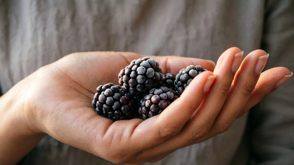 Ежевика для ленивых дачников: 7 сортов, которые не колются, но дают тонны сладких ягод