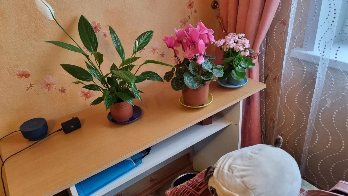 Каланхоэ: как поливать, подкармливать, размножать — полный гид по уходу