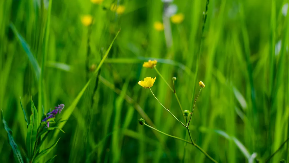 Клещи уже проснулись: простая памятка, как не стать жертвой и что делать при укусе — простая памятка