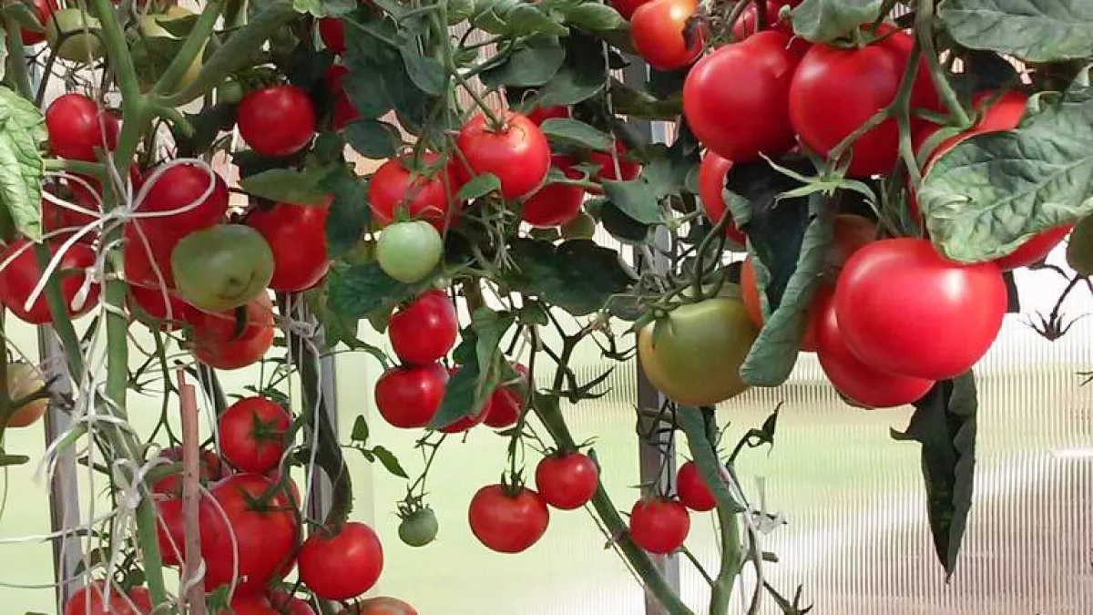 Помидоры для занятых: забудьте о рассаде и собирайте по 25 кг с куста