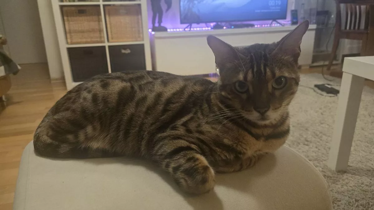 Не дерут обои и не "ходят мимо": три самые аккуратные породы кошек - идеальны для квартиры