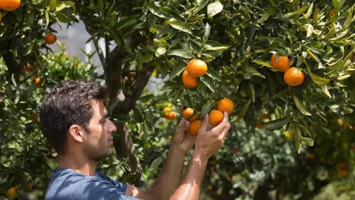 «Пусть осыплются в землю»: почему абхазский фермер отказывается продавать мандарины за копейки