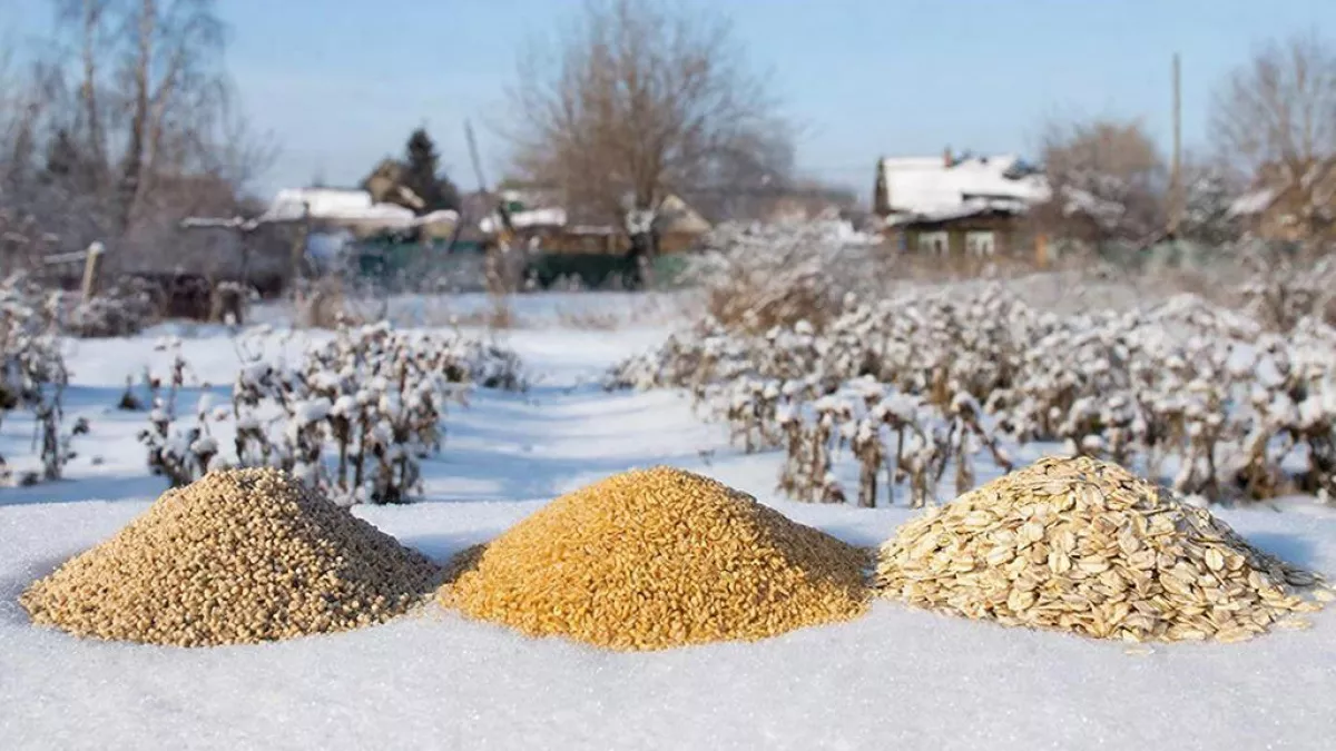 Навоз больше не в моде: весной, пока ещё лежит снег, рассыпаю это на грядках - продаётся в любом магазине