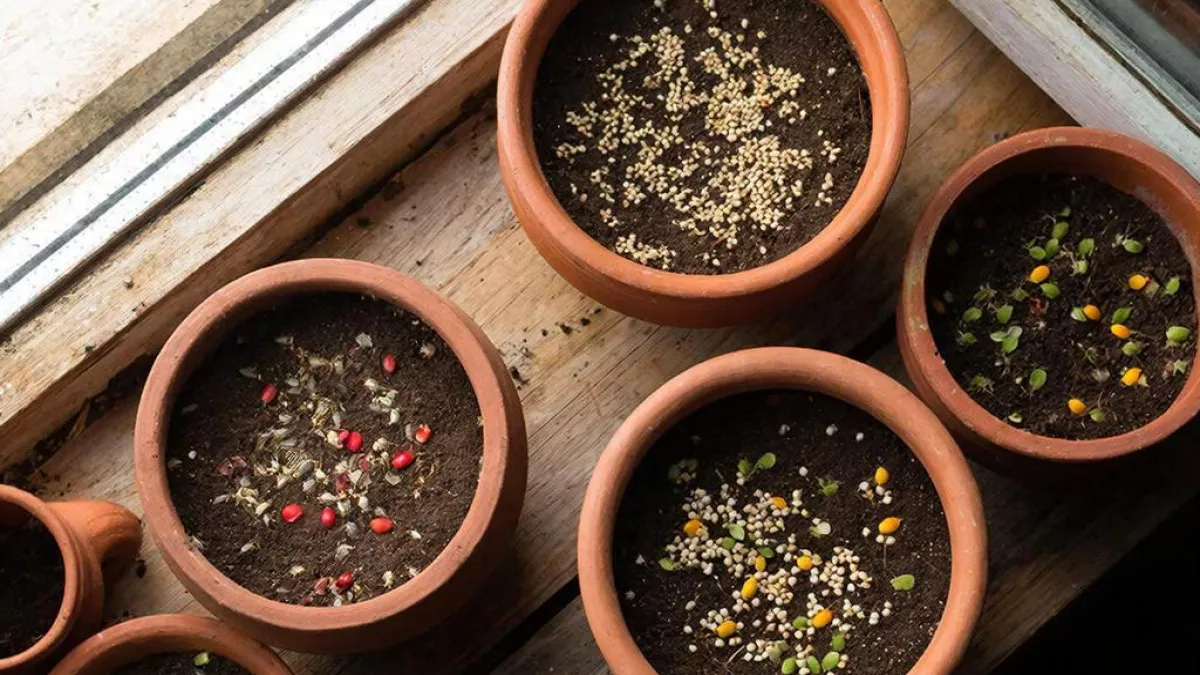 Всходят даже "тугодумы" и "лентяи": замачиваю семена томатов в этом растворе - марганцовка и перекись в прошлом