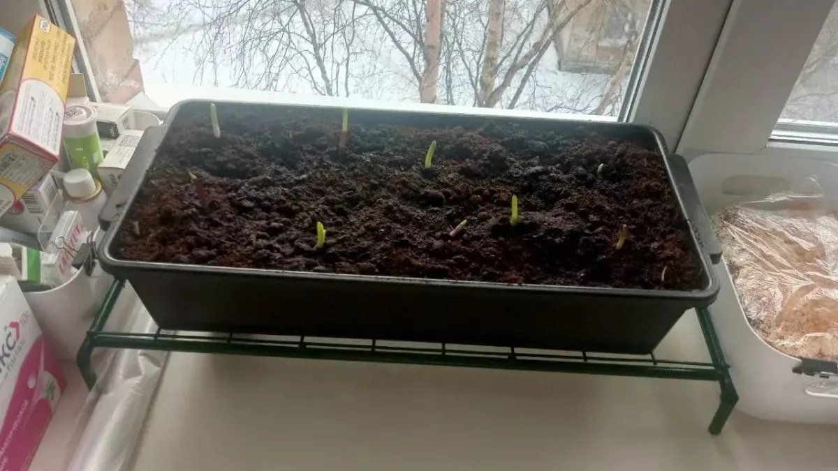 Первая подкормка: чем полить рассаду сразу после появления первых петелек - чтобы она не вытянулась и не заболела