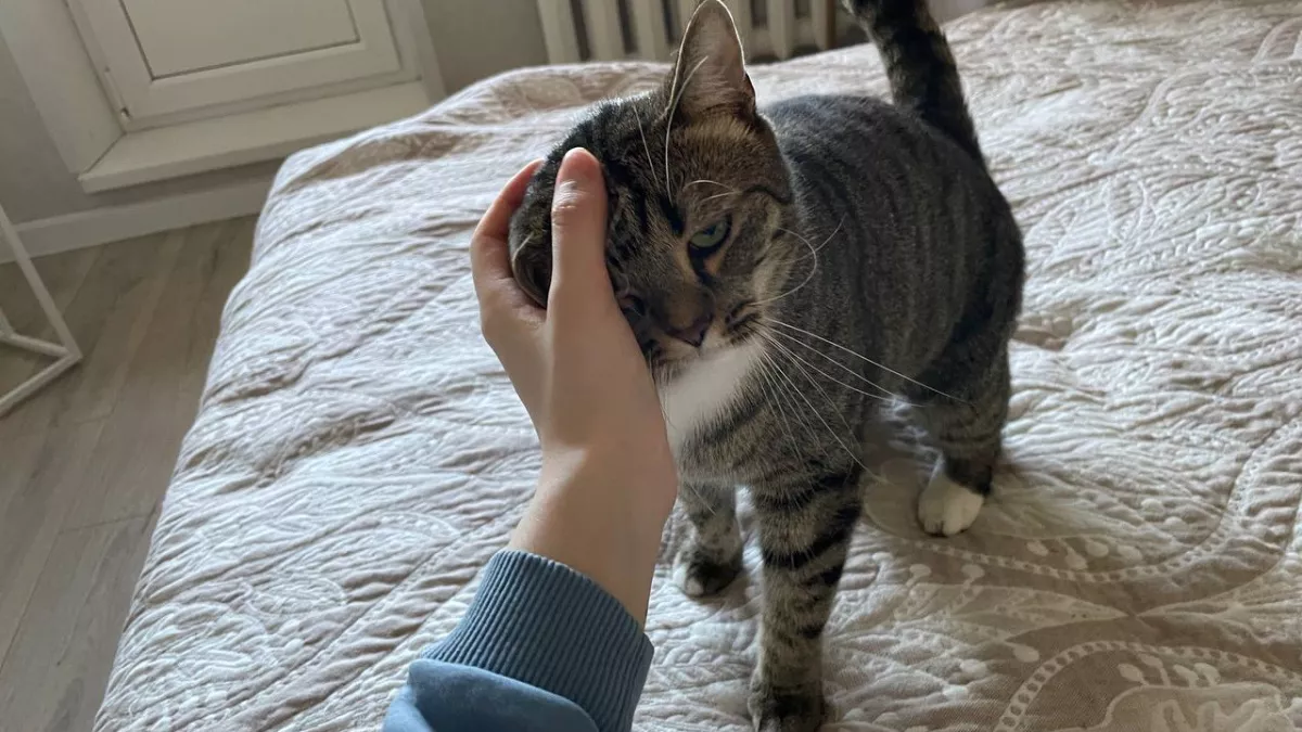 Причины, почему коты мешают хозяевам и лезут во все дела: дело не только в любопытстве