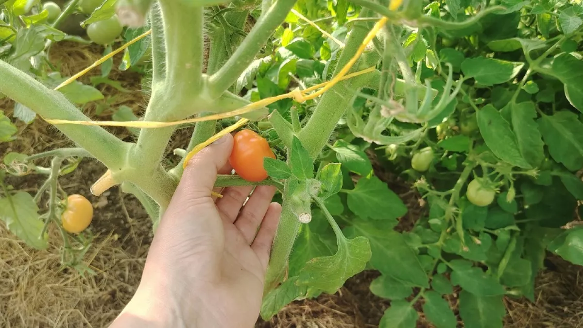 Помидоры, которым плевать на погоду и подкормки: 3 сорта, плодоносящие до заморозков