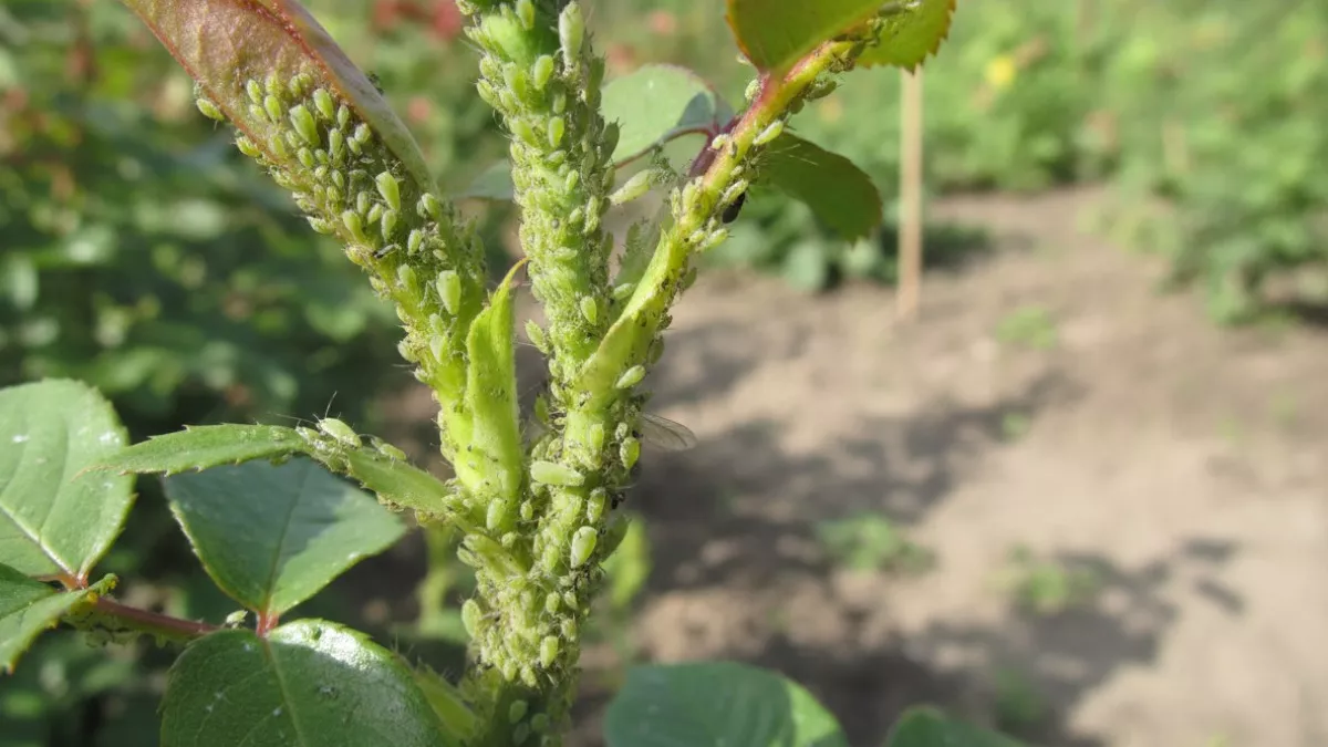 Китайский секрет: никакой химии — тля уходит сама. Простой способ, о котором молчат