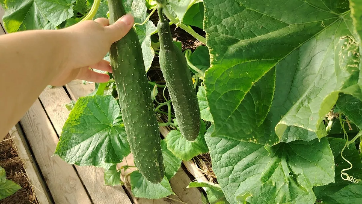 Когда сеять огурцы на рассаду: «арифметика», которая поможет вырастить крепкий урожай