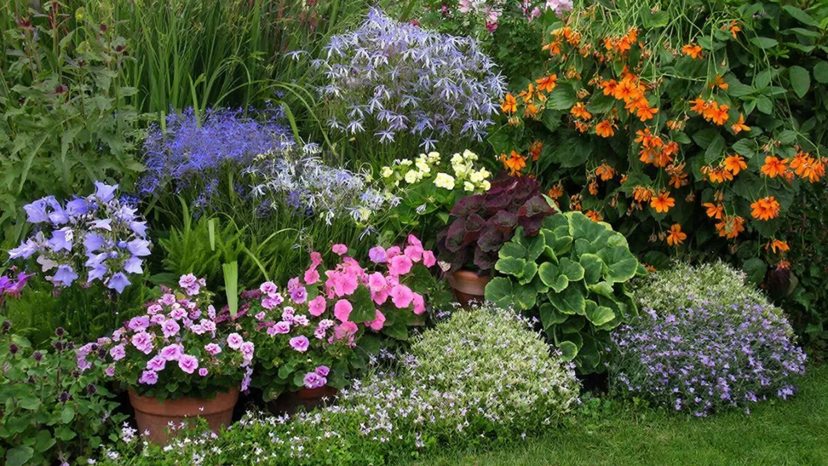 Петуния - в прошлом: 7 эффектных многолетников, которые украсят участок не хуже приевшейся "попсы" 