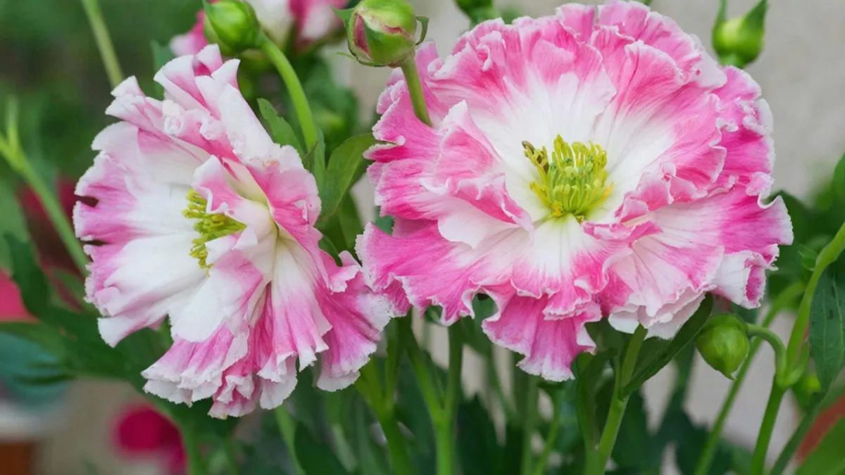 Сею под снег в марте — летом клумбы взрываются ковром бело-розовых бусин