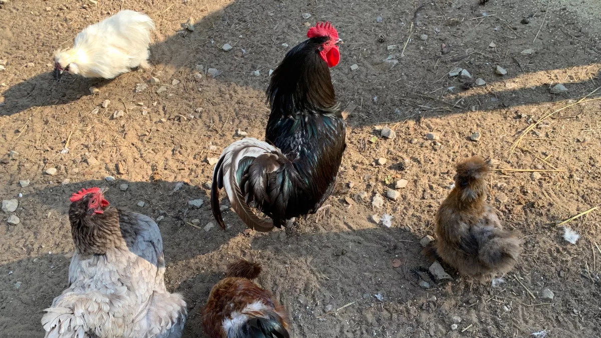 В Коми за год выявили 1,7 миллиона случаев заболеваний птиц