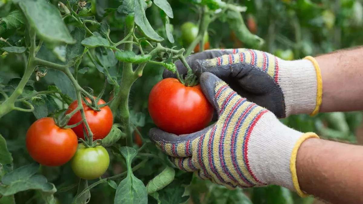 Не подкормка, а лакомство для помидоров: ветки будут ломиться от урожая — собирать будете тоннами