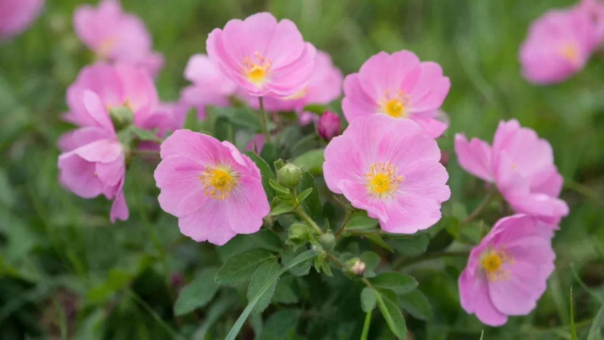 Этот многолетник превратит вашу клумбу в россыпь перламутровых бусин — роскошное цветение без заморочек