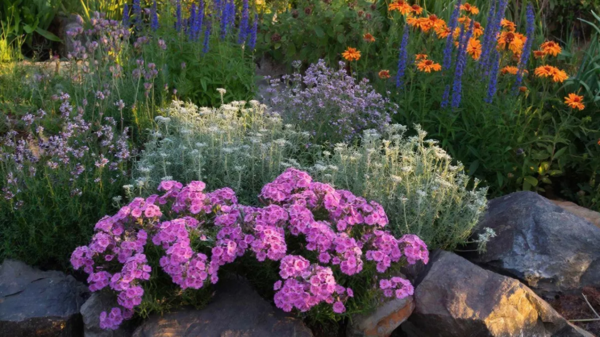 Вырастут даже на камнях: 15 красивых цветов для "пустой" почвы, на которой ни травинки не растет