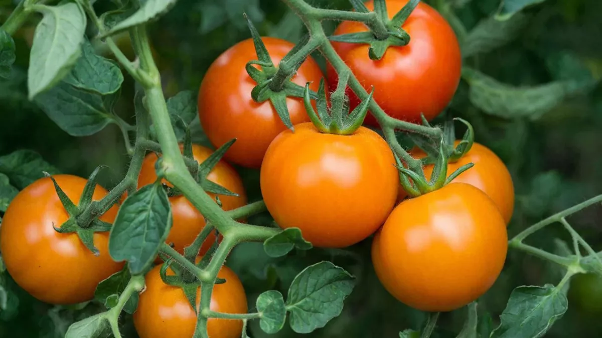 Дачники, смело сейте только эти 2 сорта помидоров в марте: горы плодов уже в июне