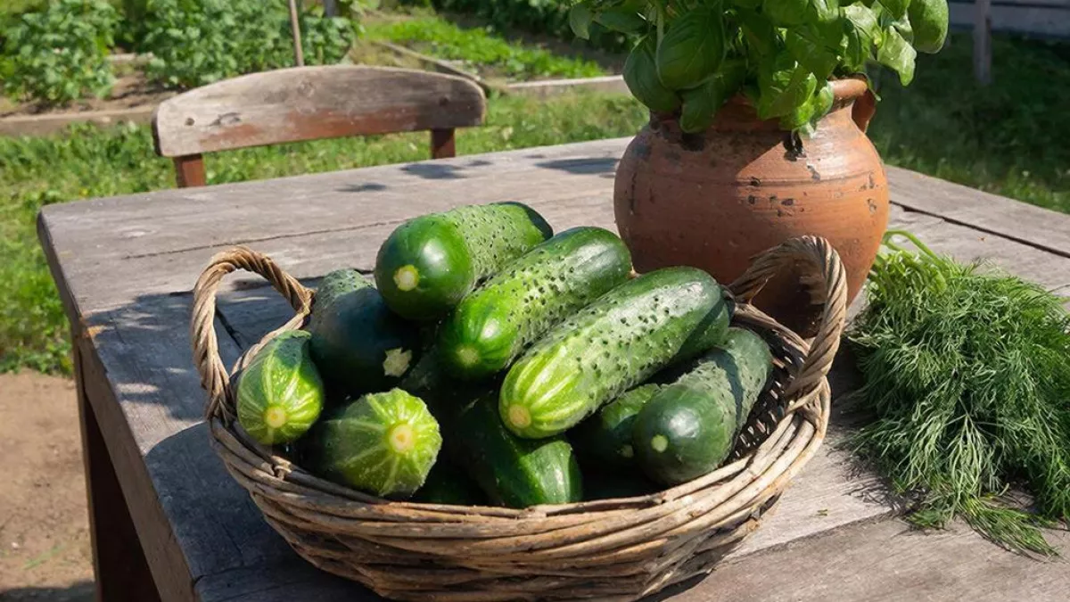 Огурцы, которым плевать на погоду: 3 сорта, которые будут давать плоды до заморозков