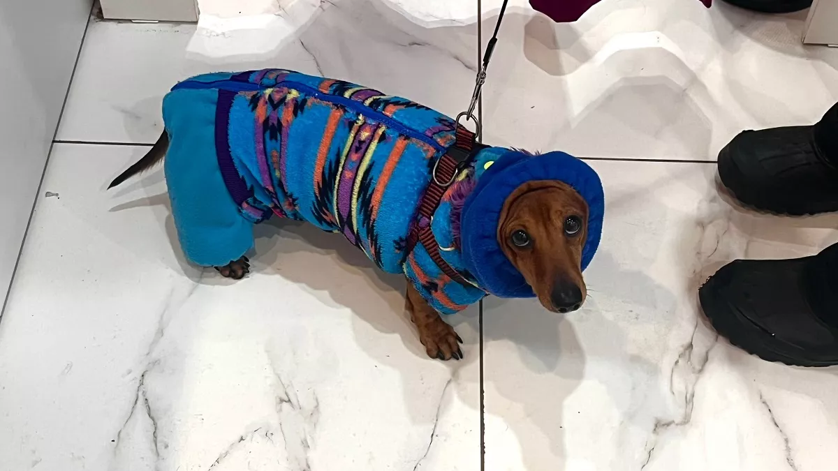 Как нельзя называть собаку: главные ошибки хозяев, о которых они потом жалеют