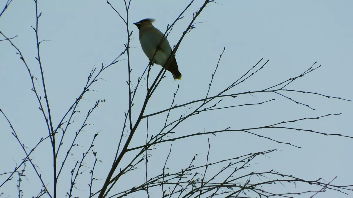 В лесах Коми сохраняются два природных очага трихинеллеза: итоги работы ветслужбы