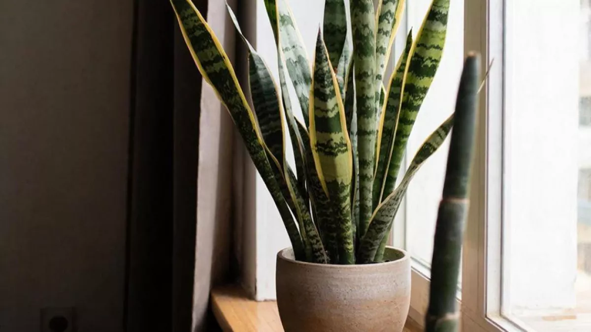 Эти 7 комнатных растений очищают воздух от токсинов – заведите себе как можно скорее