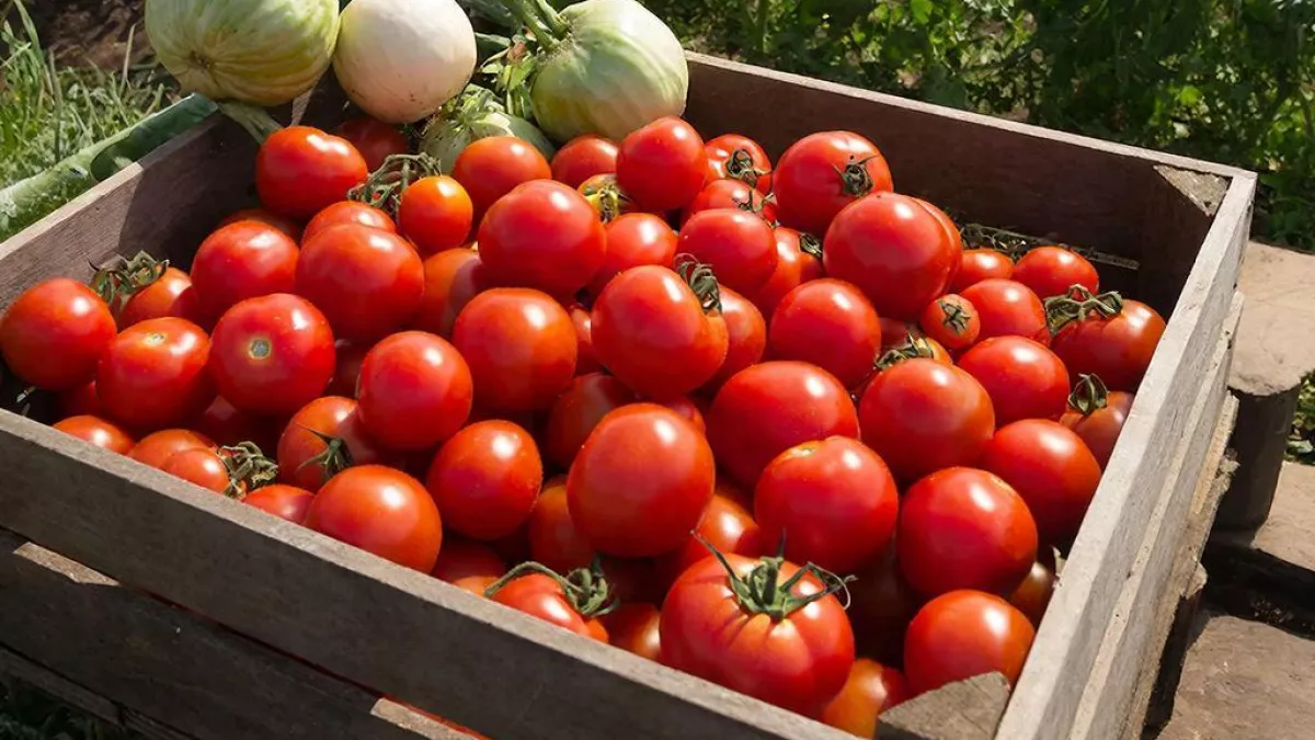 Не просто сорта, а плодоносные конвейеры: валят помидорами и в засуху, и в холода – от урожая спасу нет собираем по 17 кг с 1 квадрата