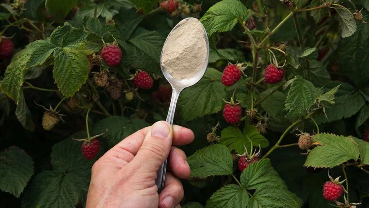 2 ложки на 10 литров — и малина будет размером со сливу: урожай собираю ведрами до самых холодов