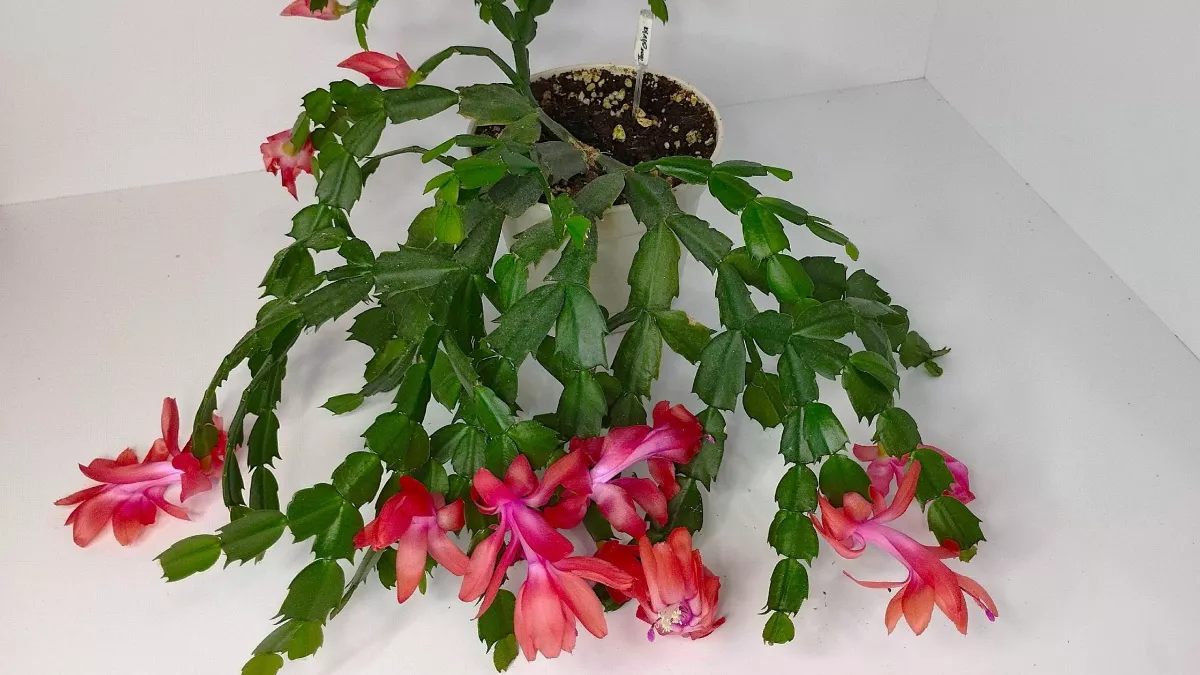 150 мл в горшок – и декабрист цветет как сумасшедший до самого лета: бутоны лезут один за другим на каждом сегменте