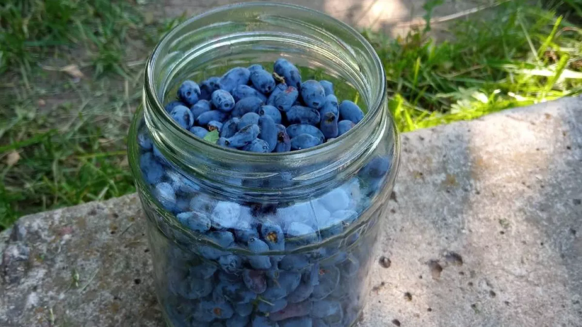 2 ведра под куст — и листьев за ягодами не видно: жимолость размером с палец, сочная и сладкая