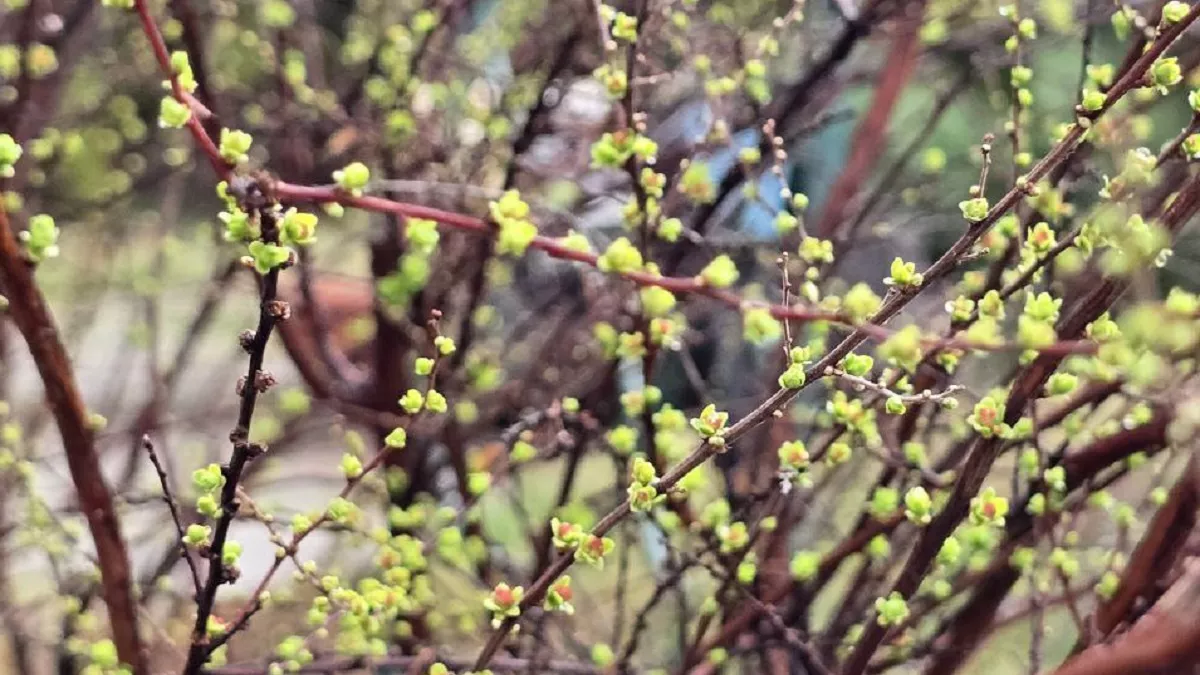 В каких регионах России ожидается аномально тёплая погода - весна ворвется внезапно