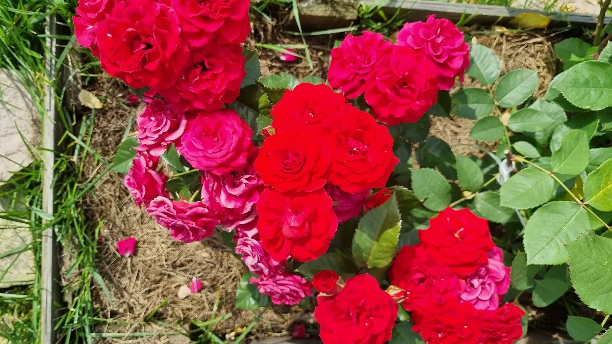 Через 3 минуты тля осыплется сама: как избавиться от засилья насекомых на розах