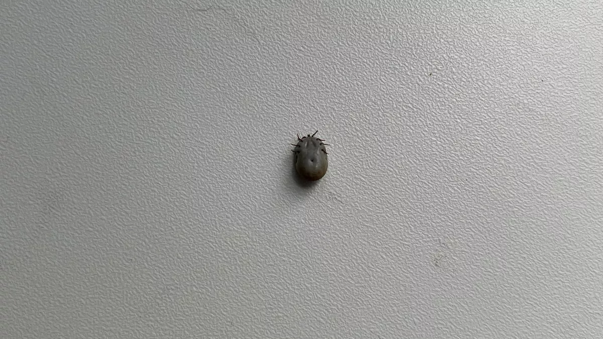 Более 46 тысяч жителей Коми планируют привить от клещевого энцефалита в 2026 году