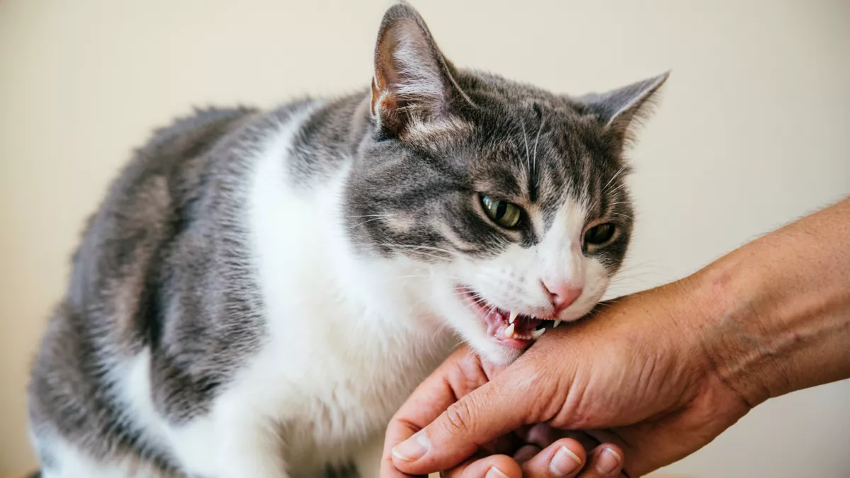 Вот почему кошка кусается, когда её гладишь – этому есть целое научное обоснование