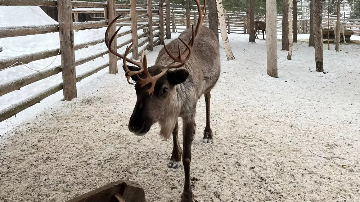 Оленеводы из Коми получат дополнительную государственную поддержку