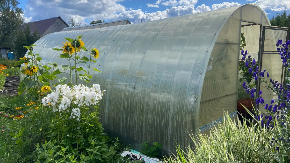 Больше не переплачиваю: сколько посеять на рассаду помидоров, огурцов и других овощей — расчет на семью