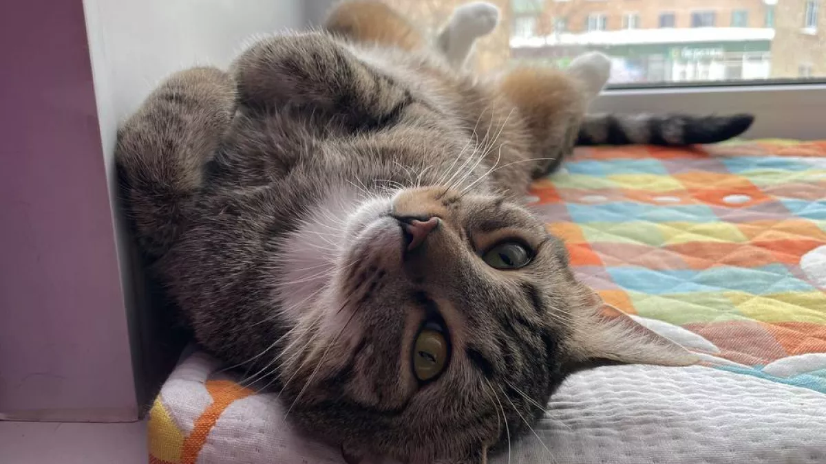 Эти кошки не стареют, не болеют и живут по 15 лет - 5 пород котов-долгожителей