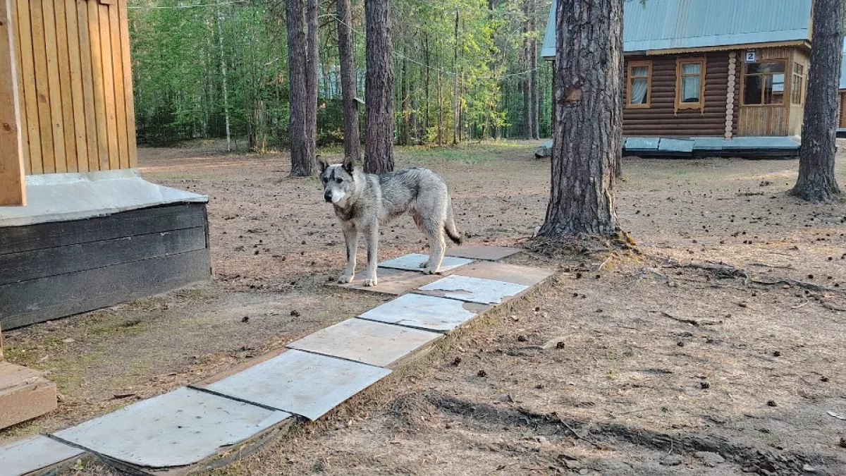 Увы, но ошейники от клещей бесполезны: чем на самом деле защищать собак в сезон опасных кровососов - знать каждому хозяину