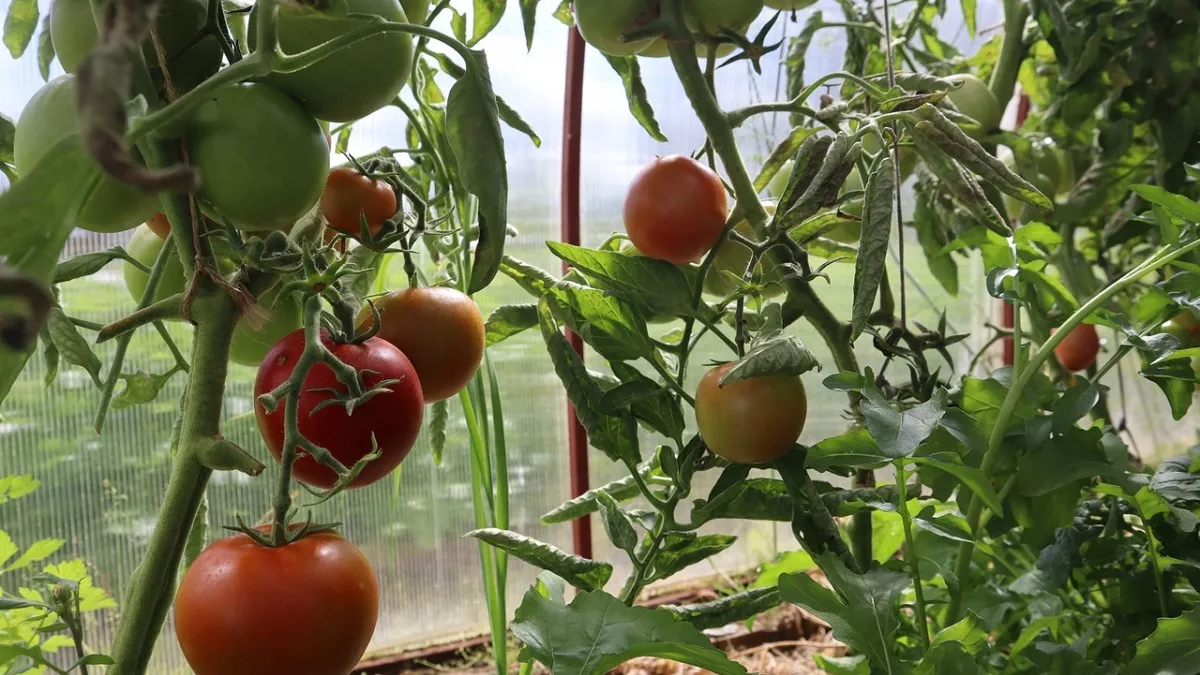 После появления всходов помидор– обязательно: 2 г в воду – и рассада попрет как на дрожжах, вырастет сильной и стойкой