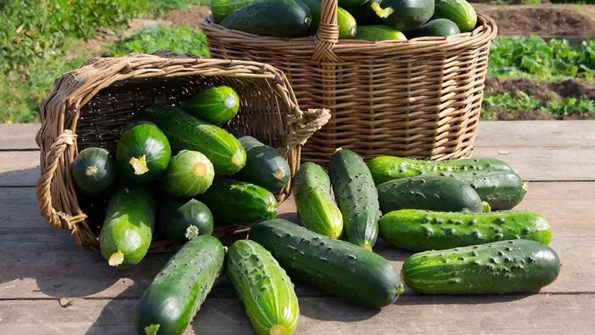 Эти 4 огурца-легенды пора вернуть на грядки: тот самый вкус из детства, холодостойкие и урожайные