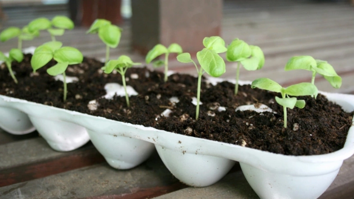Льем под перцы и томаты каждые 2 дня: секрет от дачников-лентяев — на подоконнике будет не рассада, а крепкие "дубки"