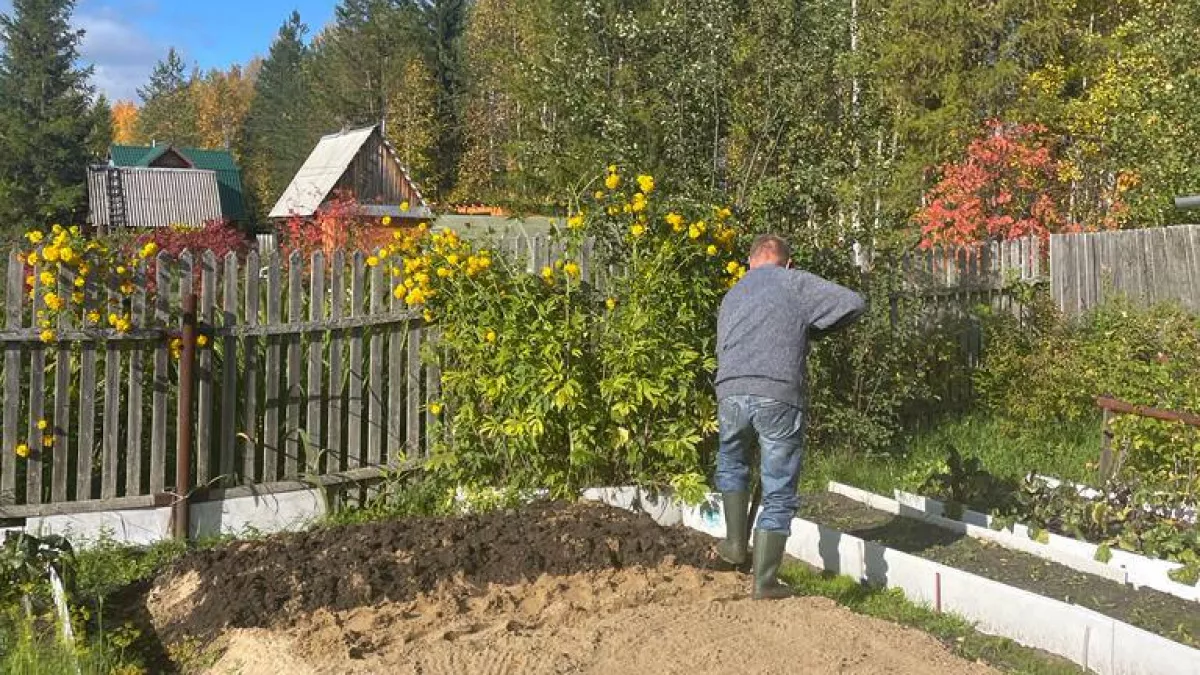 Не опилки: положите на грядку одну вещь весной и полоть не придется все лето — ушлые деды давно все придумали 