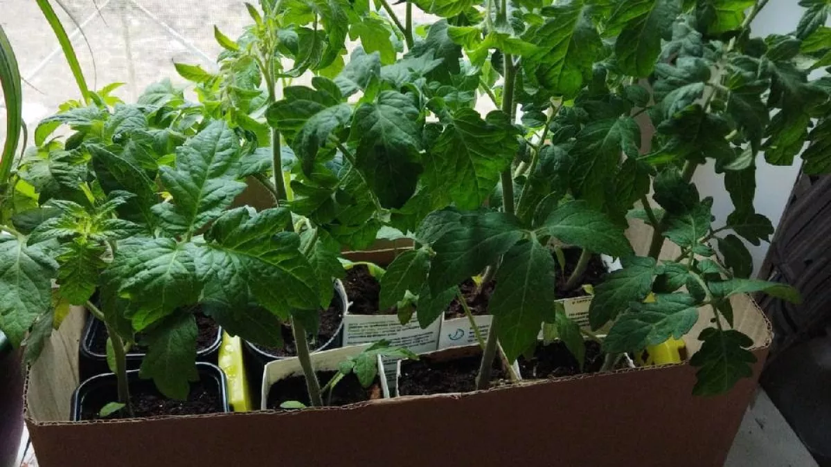 1 подкормка — и спустя 4 дня томатная рассада станет толщиной с мизинец: мощный эликсир